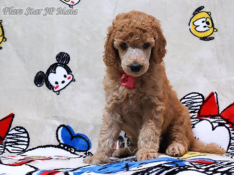 �X�^���_�[�h�v�[�h��